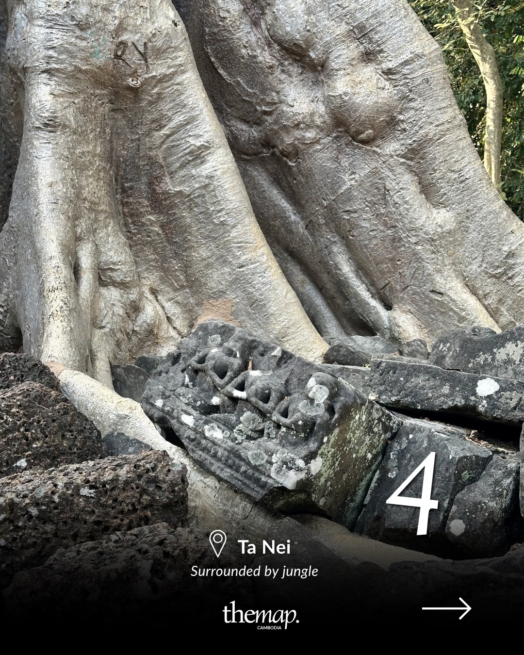 Carved stone block beside the vast pale roots of a jungle tree at Ta Nei