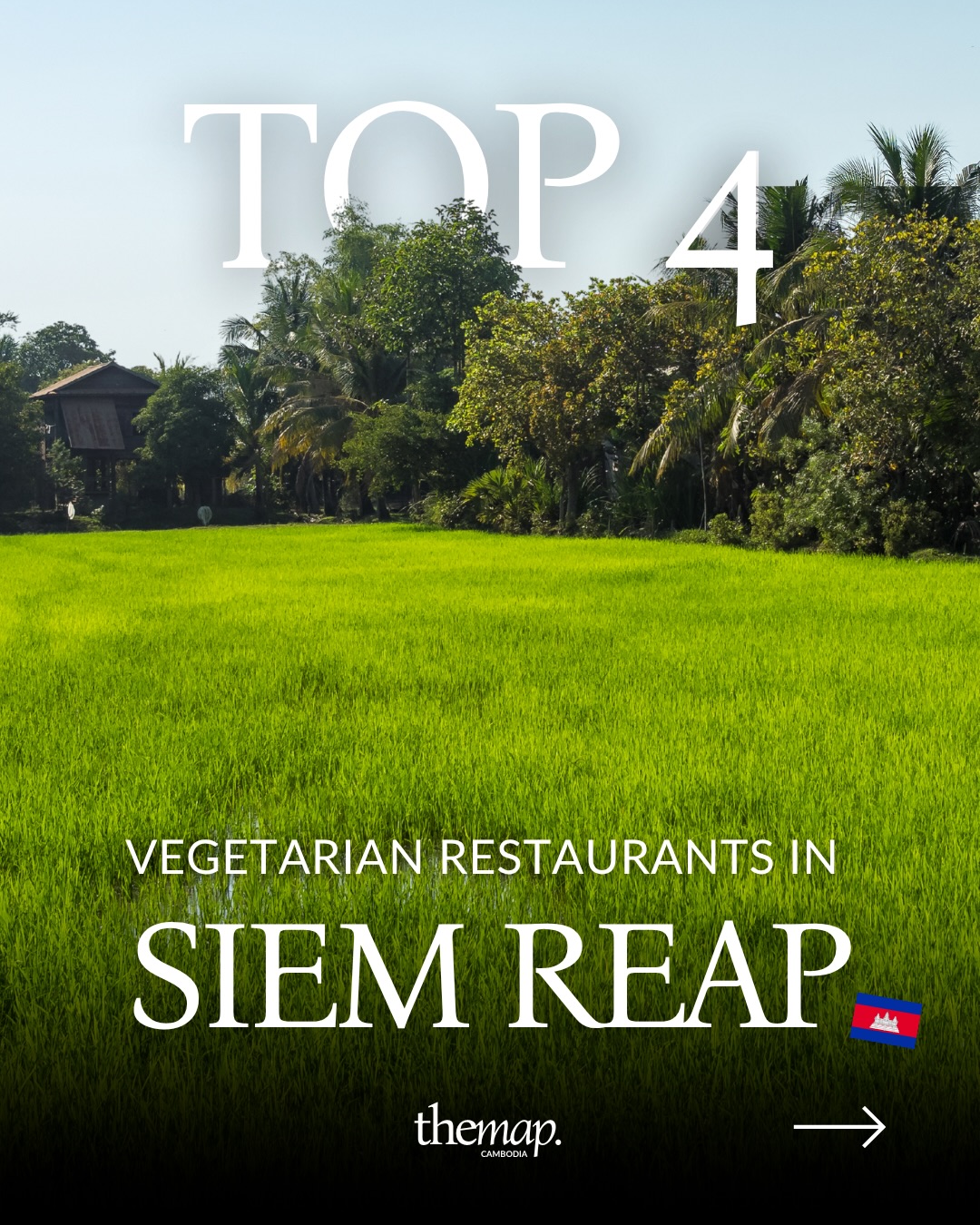 Rice fields and palms on the edge of Siem Reap, Cambodia