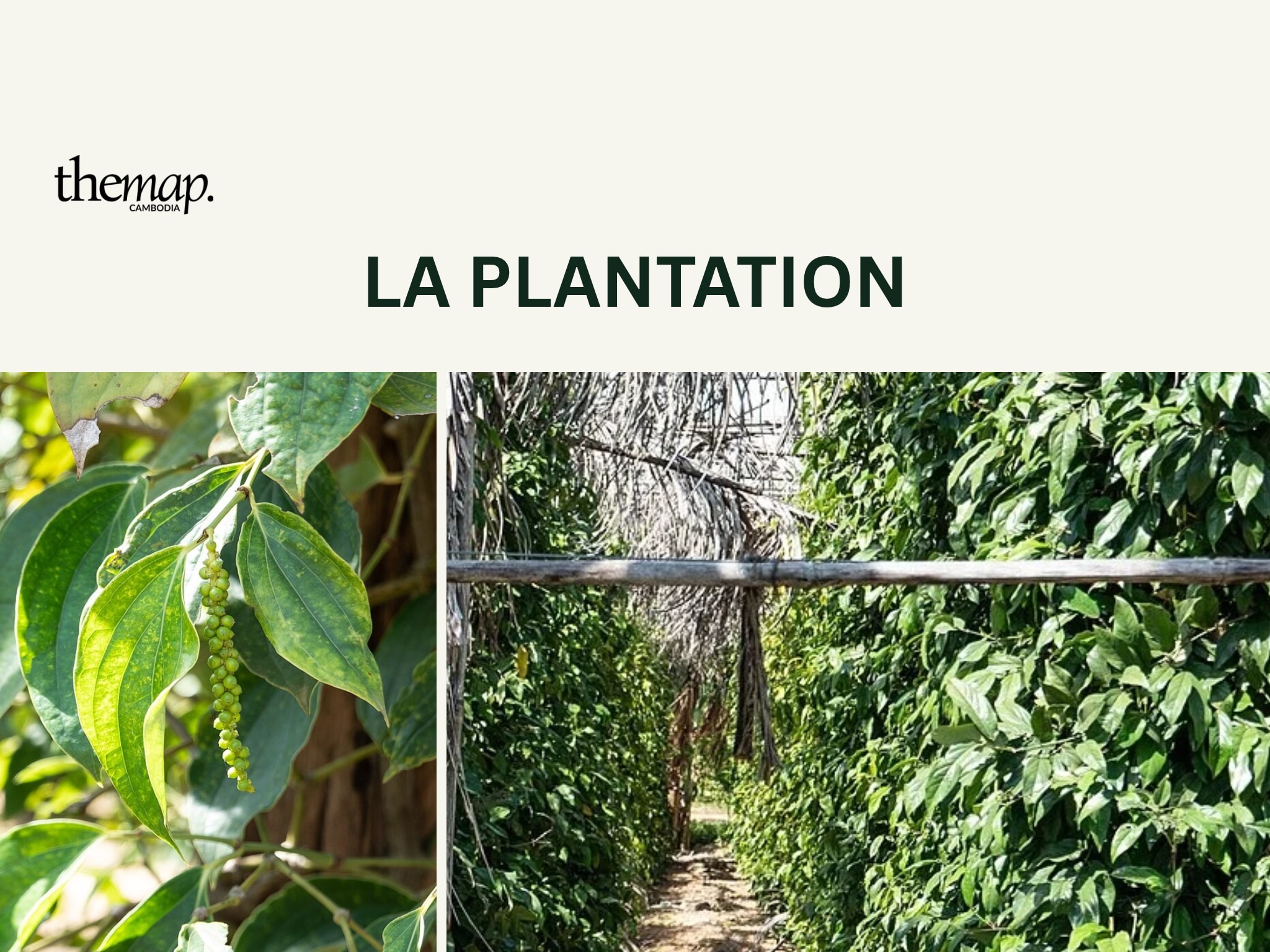 Grains de poivre et rangées de culture à La Plantation, près de Kampot. Collage éditorial de deux photos d’archive prises en décembre 2019.