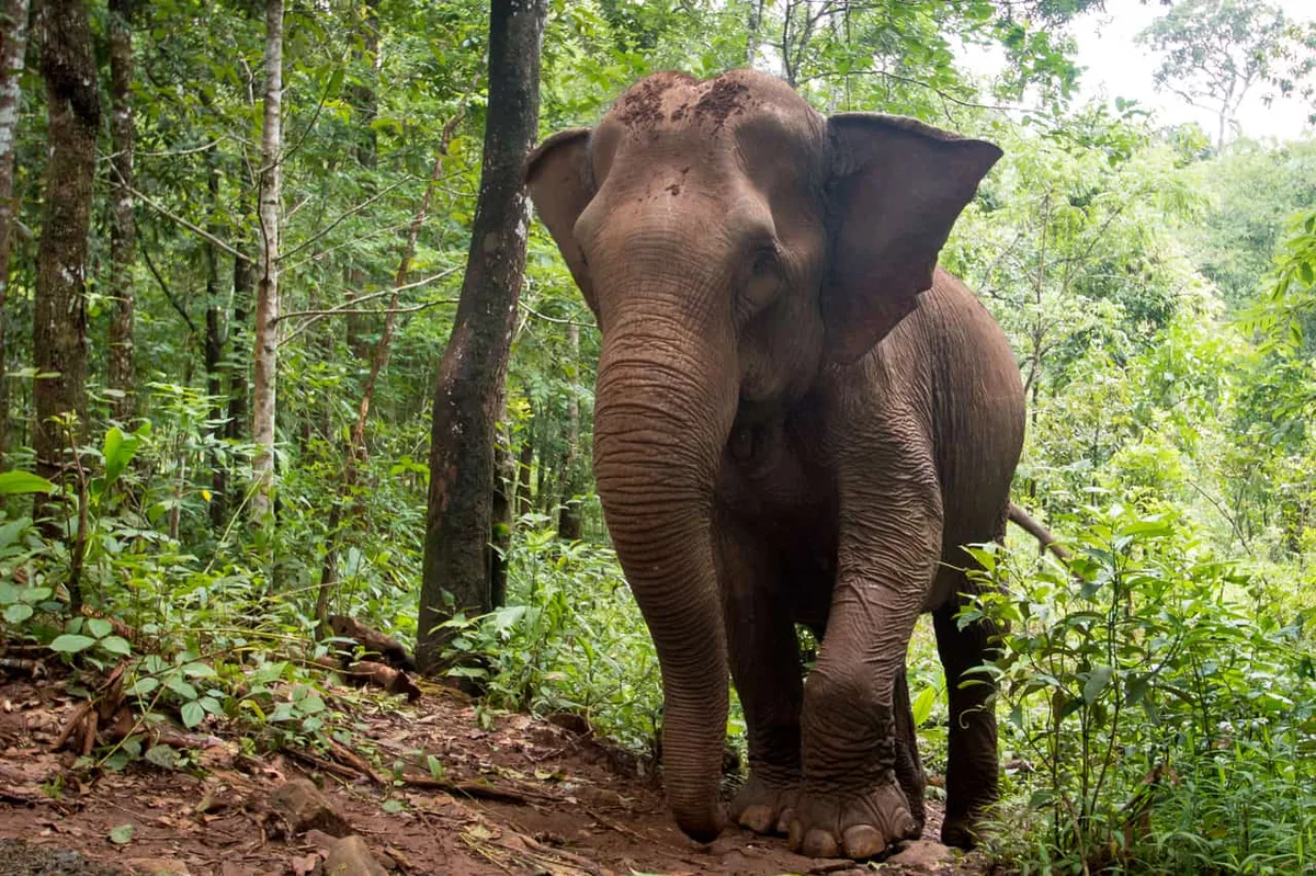 Mondulkiri Project