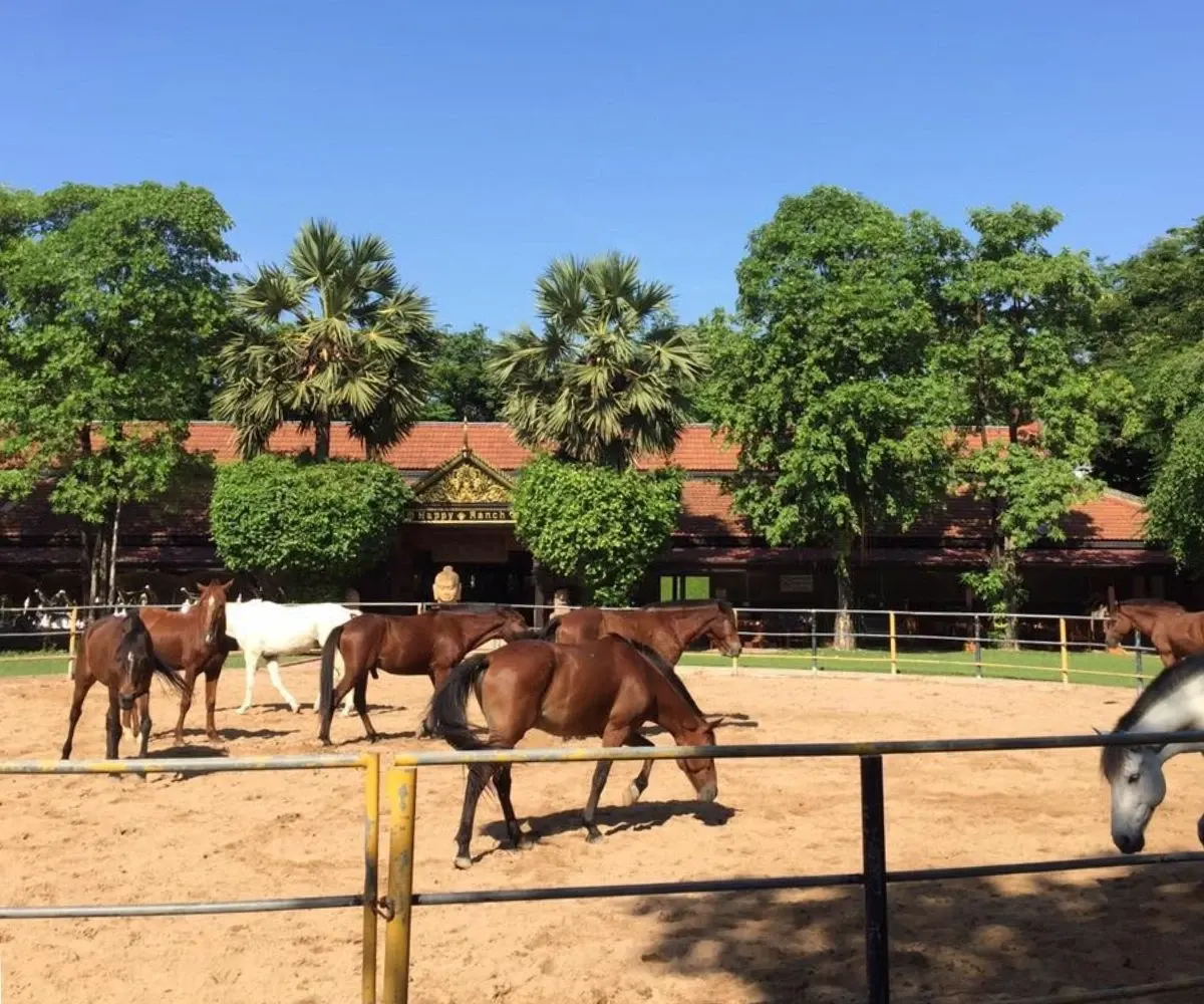 Happy Ranch Horse Riding