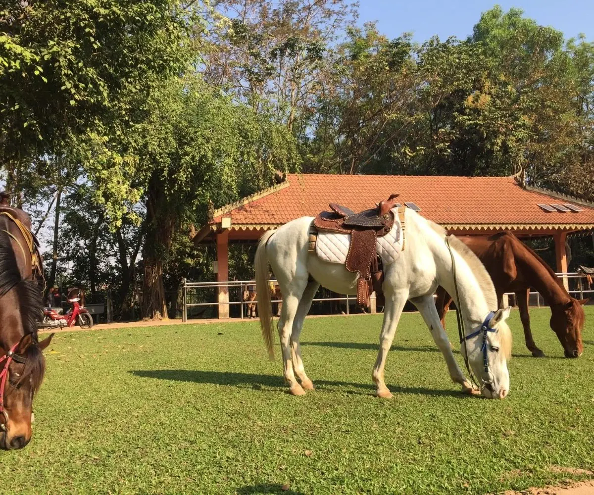 Happy Ranch Horse Riding