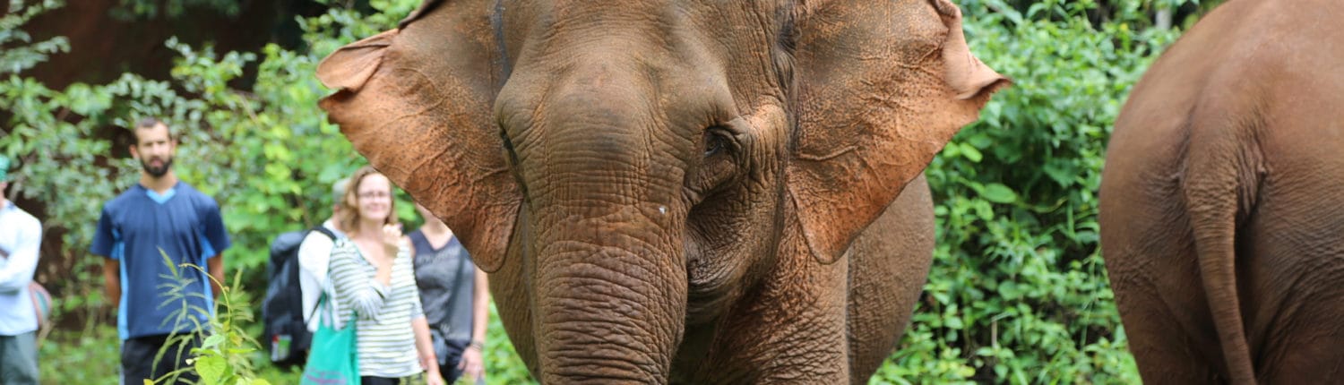 Elephant Valley Project