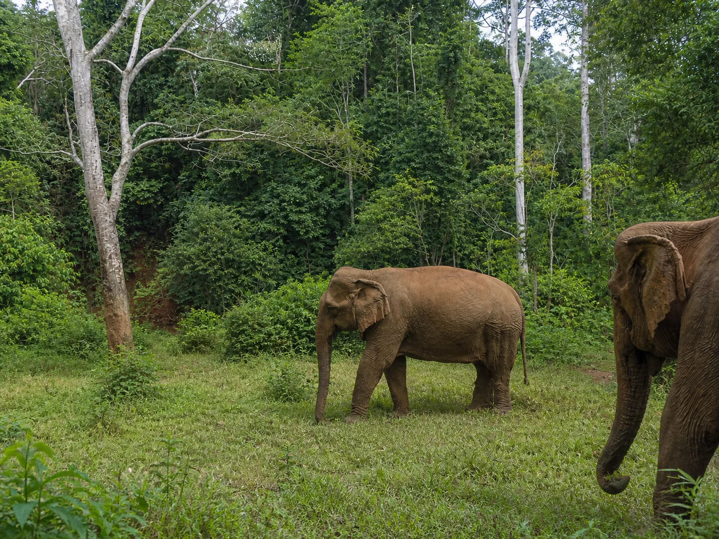 Elephant Valley Project