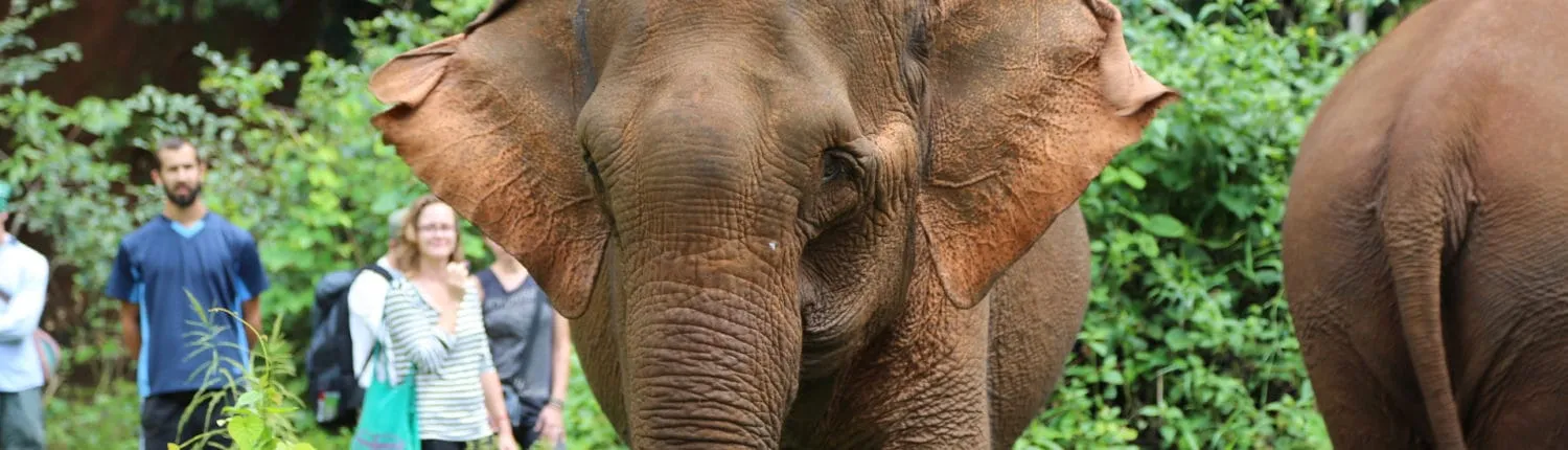 Elephant Valley Project