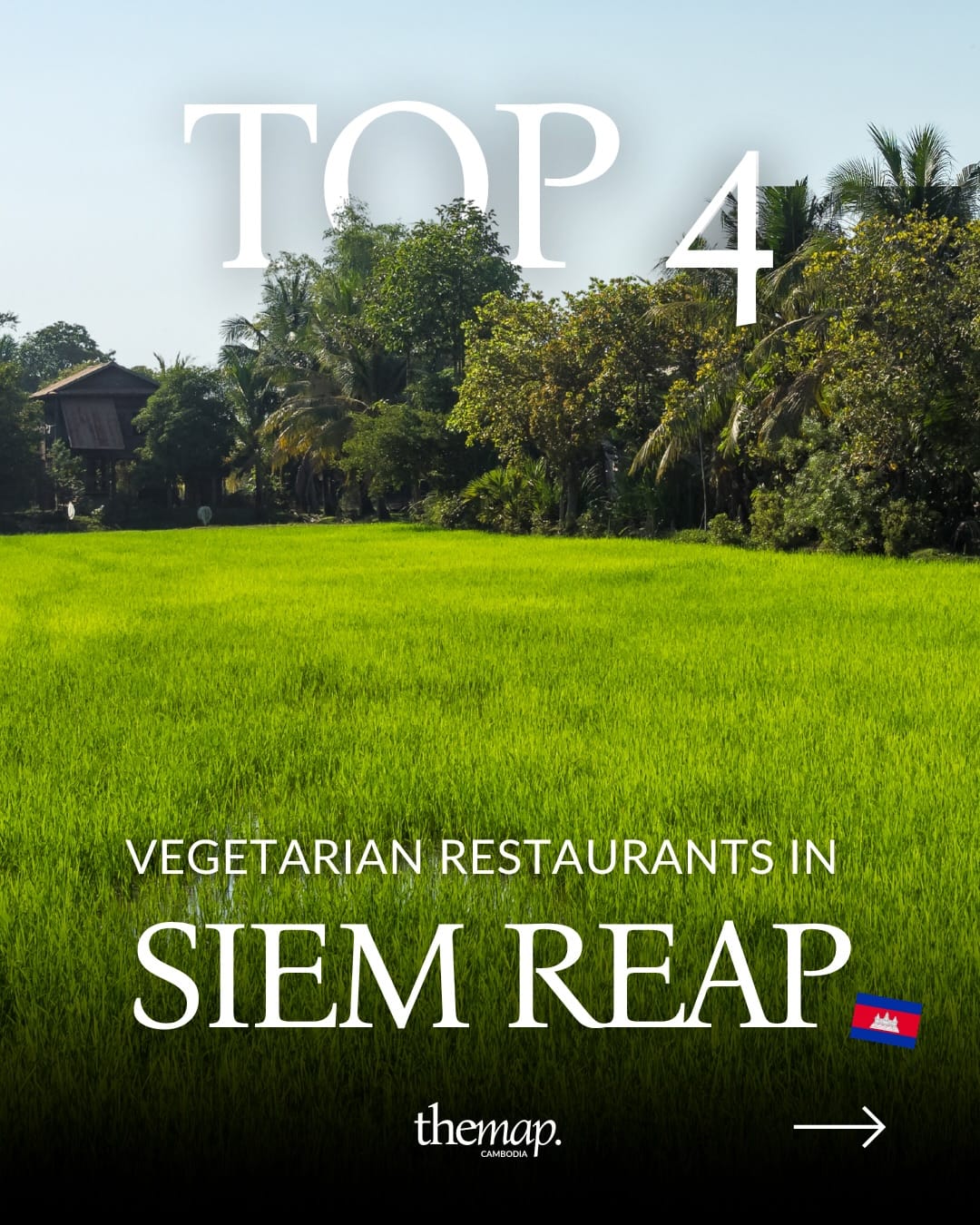 Rice fields and palms on the edge of Siem Reap, Cambodia
