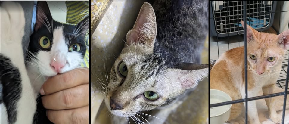 Cats in Need Shelter Volunteer Day