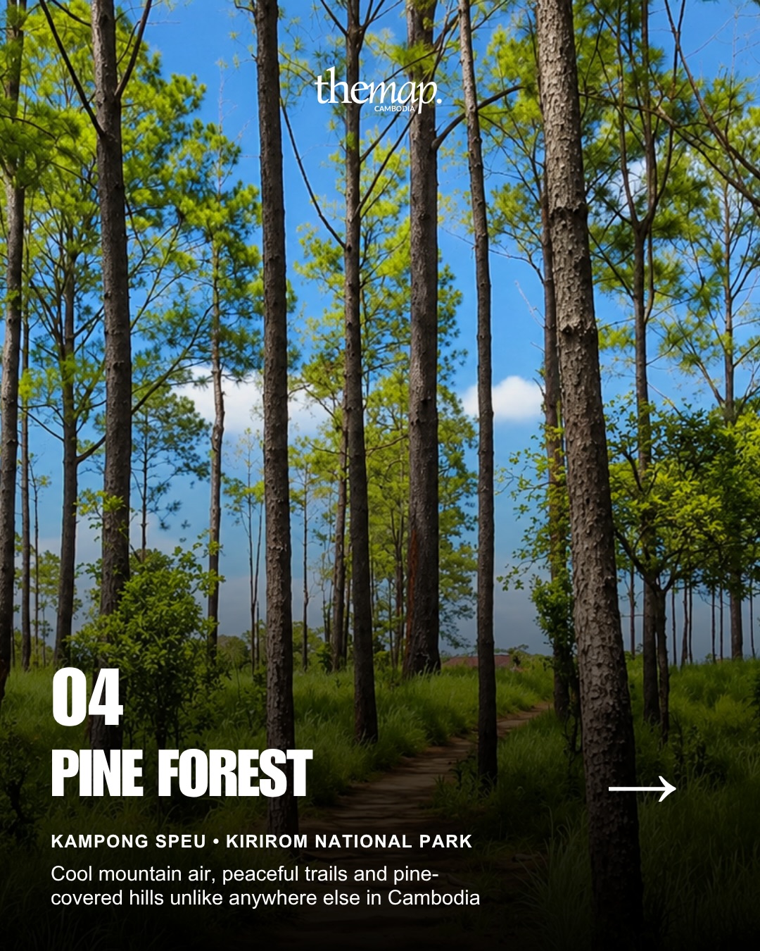 Tall pine trees and a path through grass at Kirirom, Kampong Speu