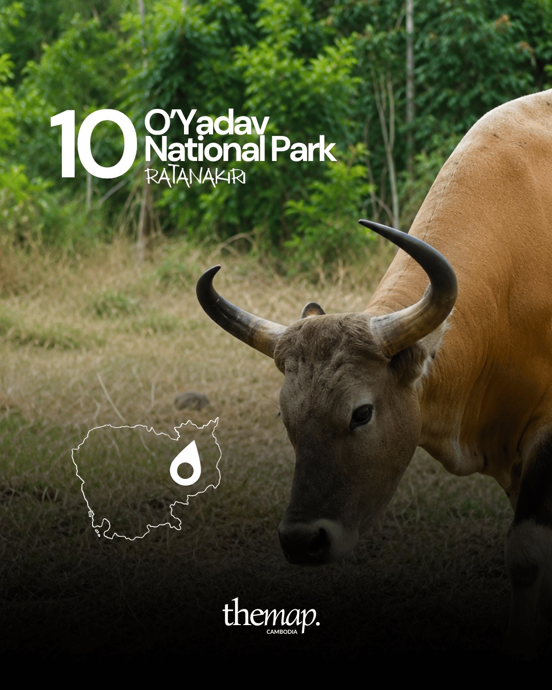 A wild bovine standing in grass at the forest edge in O'Yadav National Park
