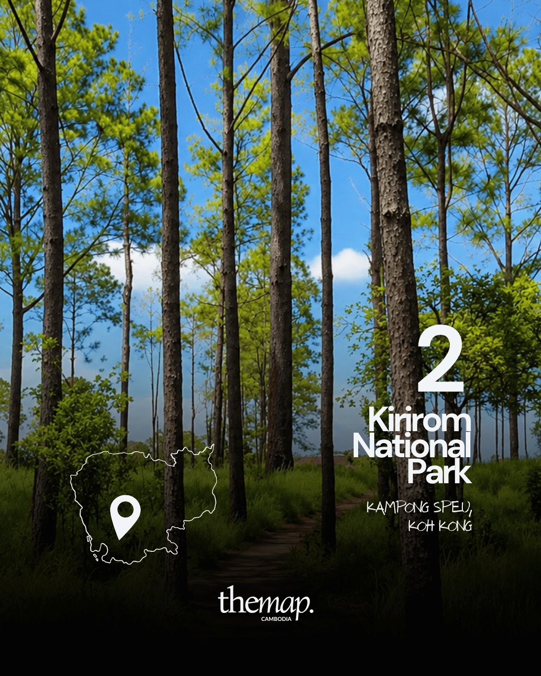 Tall pine trees and a dirt path through grass in Kirirom National Park