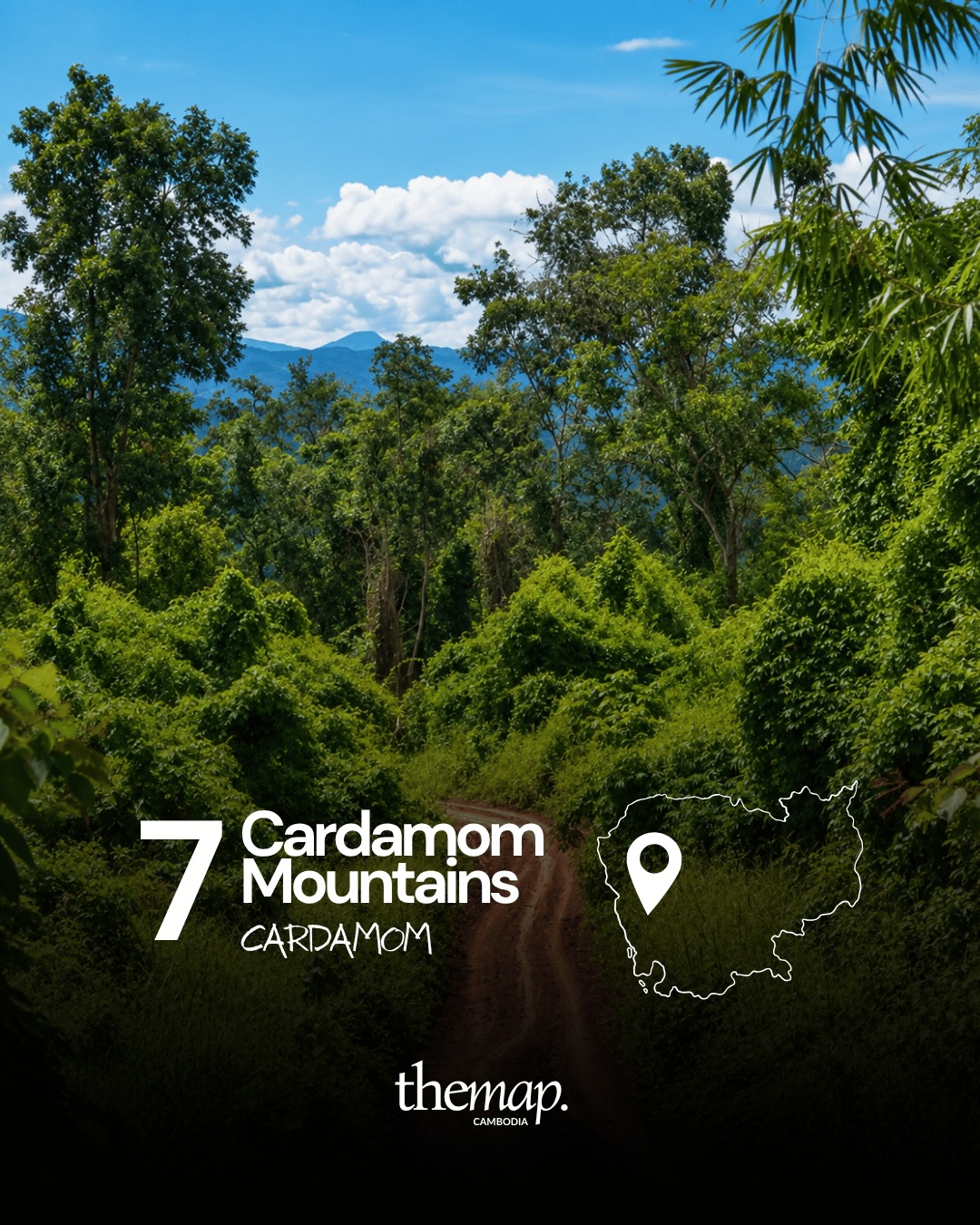 A dirt road through dense green forest in the Cardamom Mountains