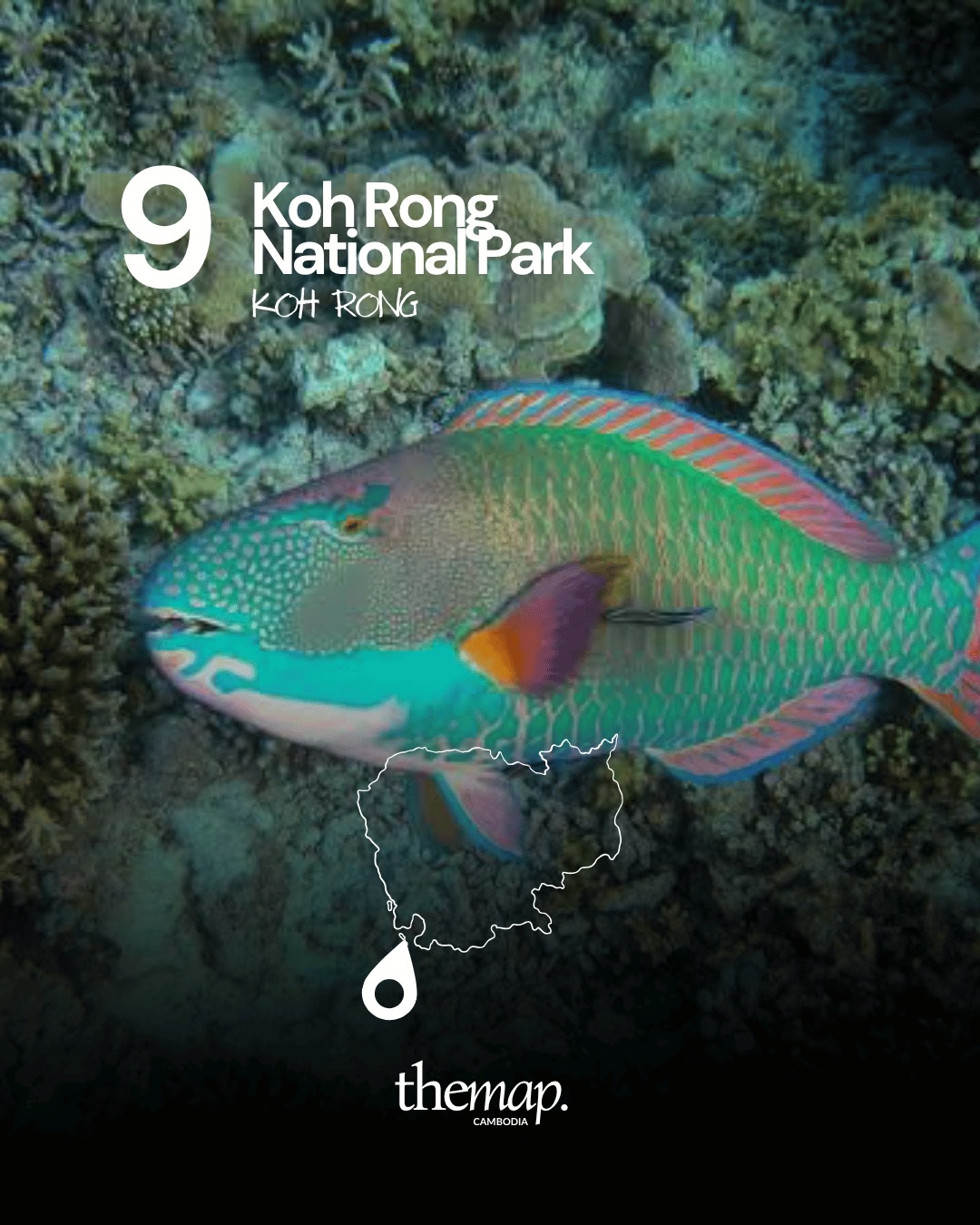 A parrotfish swimming over coral in the marine park around Koh Rong